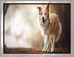 Border collie, Pies, Liście